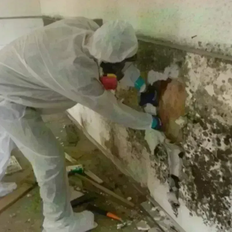 Mold Remediation and Removal in Pearl River, LA